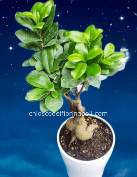 Bonsai ficus ginseng