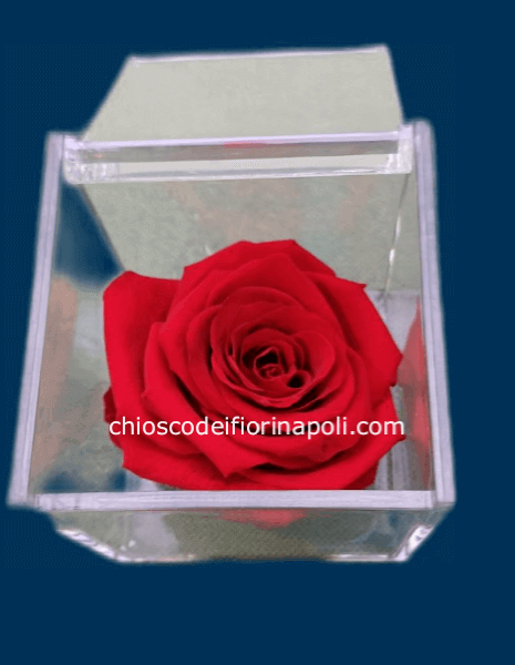 Rosa rossa stabilizzata