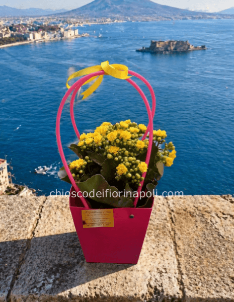 Kalanchoe
